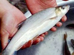 這種魚(yú)10年才長(zhǎng)1斤肉，峽谷里藏了6千萬(wàn)年還是沒(méi)逃過(guò)“吃貨”的嘴