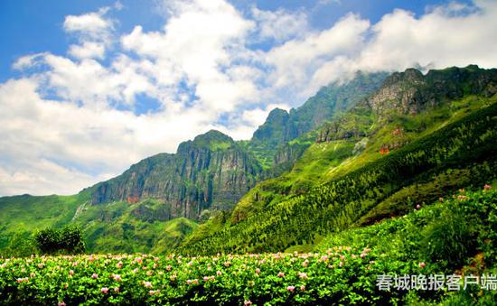 李子溝開(kāi)花洋芋