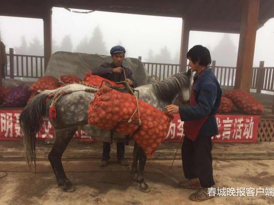 村民馮存喜在村子戲臺(tái)賣洋芋
