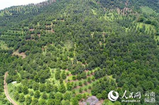 臨滄澳洲堅果種植基地 攝影:陳德榮