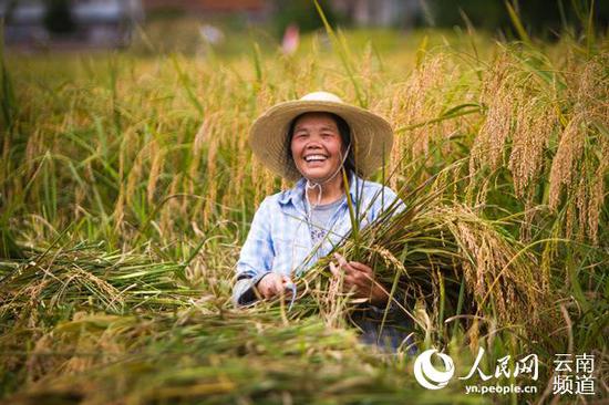 豐收的喜悅 人民網(wǎng) 薛丹 攝