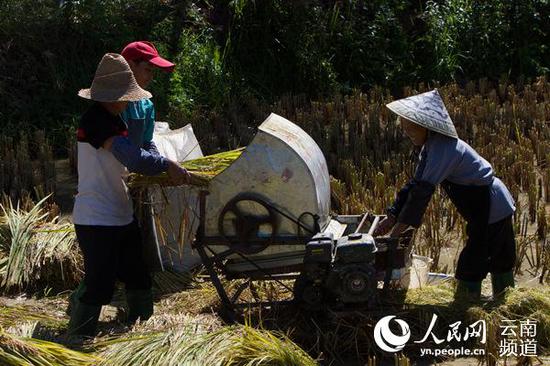 八寶秋收 人民網(wǎng) 薛丹 攝