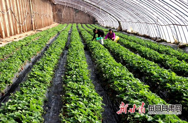 慶陽(yáng)百豐園農(nóng)民專業(yè)合作社工人在草莓棚里勞作02_.jpg 慶陽(yáng)百豐園農(nóng)民專業(yè)合作社工人在草莓棚里勞作02_.jpg