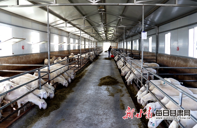 甘肅中盛二期國(guó)家級(jí)核心種羊場(chǎng)標(biāo)準(zhǔn)化羊舍.jpg 甘肅中盛二期國(guó)家級(jí)核心種羊場(chǎng)標(biāo)準(zhǔn)化羊舍.jpg