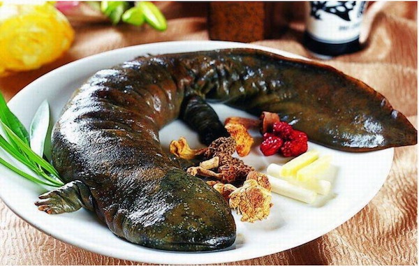 《圣經(jīng)》里不允許吃的娃娃魚