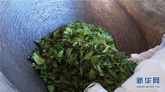  炒茶。新華網(wǎng) 丁凝 攝