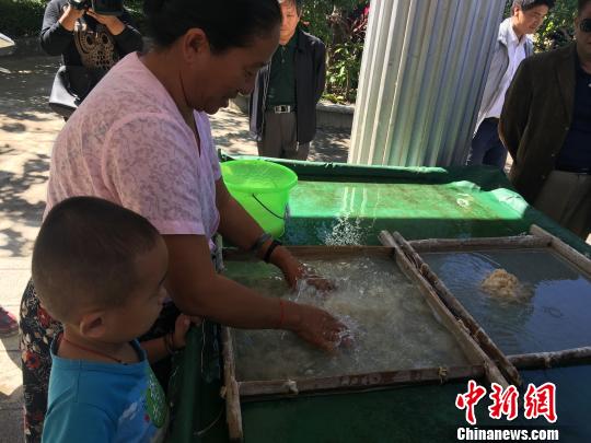 圖為葉明在展示如何制作手工紙。 李曉琳 攝