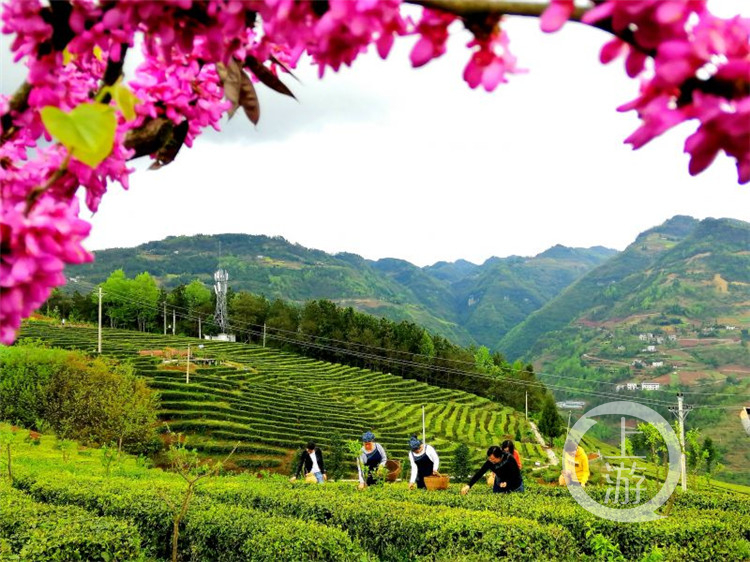 巫山縣茶園村美麗鄉(xiāng)村示范點.jpg
