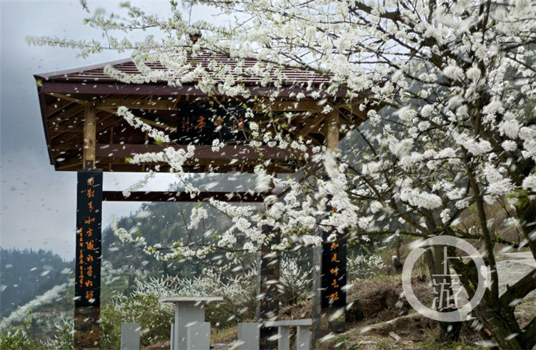 渝北印盒李花生態(tài)旅游區(qū)1.jpg