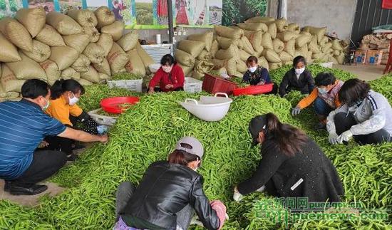  △景東偉盛農(nóng)業(yè)發(fā)展有限責(zé)任公司員工正在對水晶豌豆進行分揀、裝車。