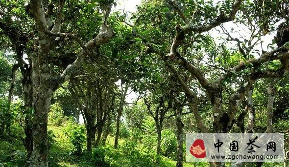 點(diǎn)擊打開原圖