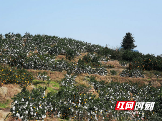  茶林河村丑橘。
