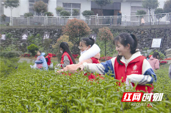  茶園中一抹靚麗的“志愿紅”。李向 攝