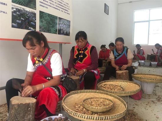  人們在云南怒江傈僳族自治州瀘水市大興地鎮(zhèn)維拉壩珠海社區(qū)核桃扶貧車間砍核桃（2019年6月24日）。新華社記者 楊靜 攝