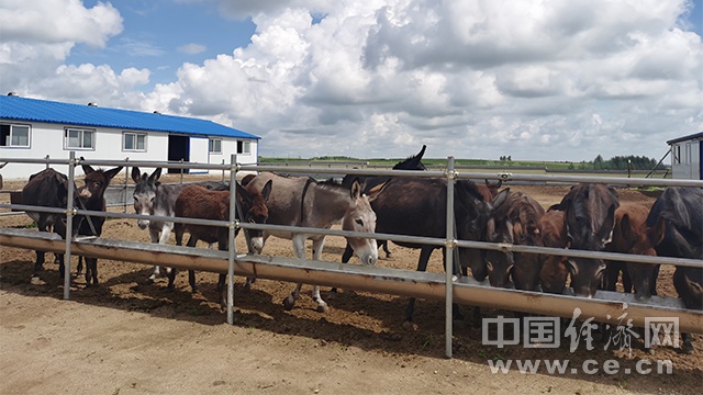 內(nèi)蒙古興安盟扎賚特旗音德爾鎮(zhèn)長發(fā)村肉驢養(yǎng)殖園。（經(jīng)濟日報-中國經(jīng)濟網(wǎng)記者 武曉娟/攝）