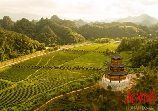 （8月10日，沅陵縣官莊鎮(zhèn)界亭驛村，夕陽下的茶園格外漂亮。本文圖片均由湖南日報(bào)·新湖南客戶端記者 傅聰 攝）