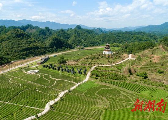 （8月12日，沅陵縣官莊鎮(zhèn)界亭驛村，標(biāo)準(zhǔn)化茶園、研學(xué)采摘基地、老茶園、游步道等一應(yīng)俱全。 ）