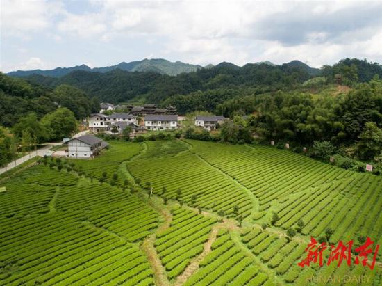 （8月12日，沅陵縣官莊鎮(zhèn)界亭驛村，漂亮的茶園和整潔的房屋。）
