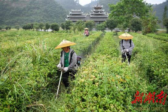 （8月11日，沅陵縣官莊鎮(zhèn)界亭驛村，村民在茶園里除草。）