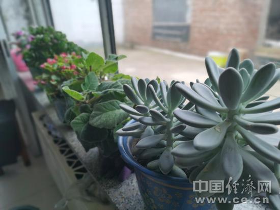 牛麗艷家窗臺上的花。（經(jīng)濟日報-中國經(jīng)濟網(wǎng)記者武曉娟/攝）