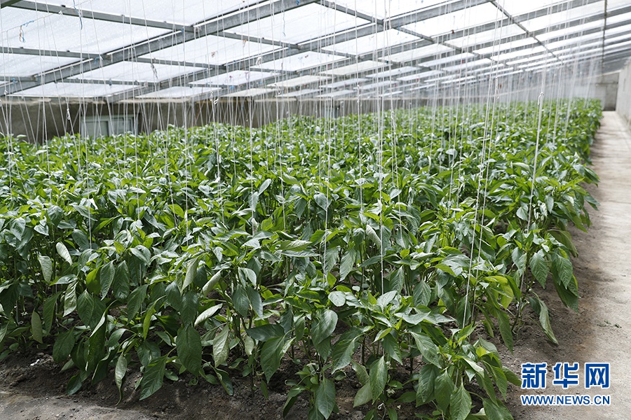 這是隆子縣“菜籃子”園區(qū)里種植的龍椒。新華網(wǎng)記者焦鵬攝