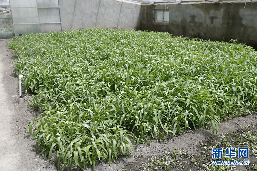 這是隆子縣“菜籃子”園區(qū)里種植的空心菜。新華網(wǎng)記者焦鵬攝