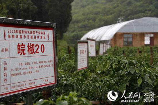 辣椒長勢正好。供圖