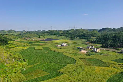 雨樟鎮(zhèn)青底村辣椒種植基地