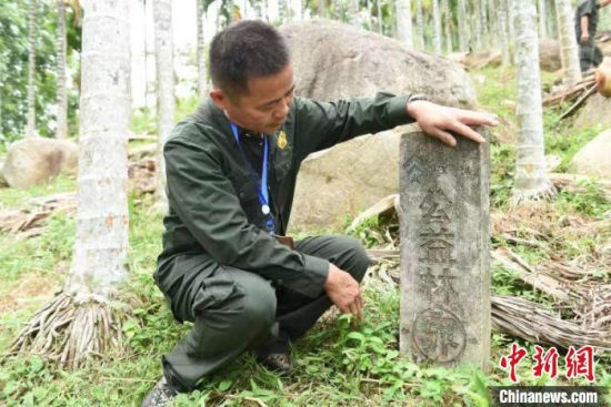  屯昌近10000畝的三個(gè)山頭林子，都是王首群護(hù)林團(tuán)隊(duì)負(fù)責(zé)看護(hù)的區(qū)域。 林小丹 攝