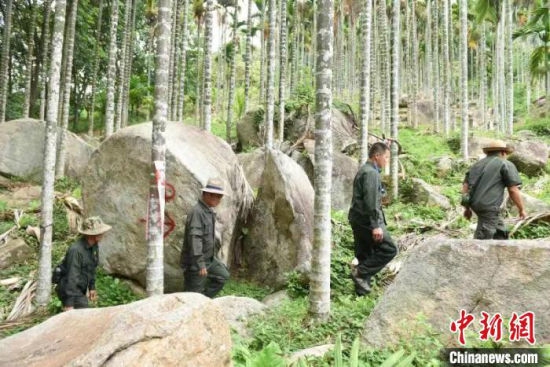  王首群帶領(lǐng)隊(duì)員仔細(xì)巡查萬(wàn)畝叢林。 林小丹 攝