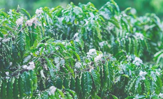  海墾熱作咖啡種植基地內(nèi)種植的“大豐1號(hào)”咖啡樹(shù)。袁琛 攝