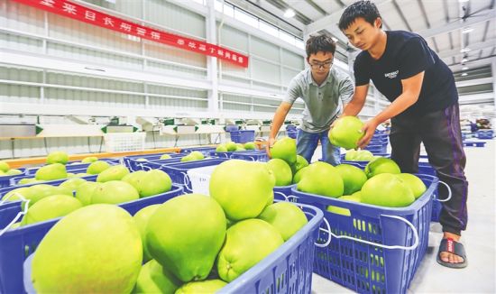 在“青柚之約”現(xiàn)代化工廠，工作人員在選果。 陳元才 攝
