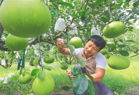 在澄邁山口蜜柚基地，工作人員護(hù)理枝頭上的柚子。 陳元才 攝