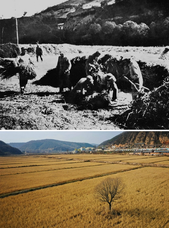 △這是一張拼版照片，上圖為：八路軍120師359旅戰(zhàn)士在延安西南的南泥灣墾區(qū)收獲的情景（資料圖片）；下圖為2019年11月5日拍攝的陜西延安南泥灣稻田（新華社記者 劉瀟 攝）。