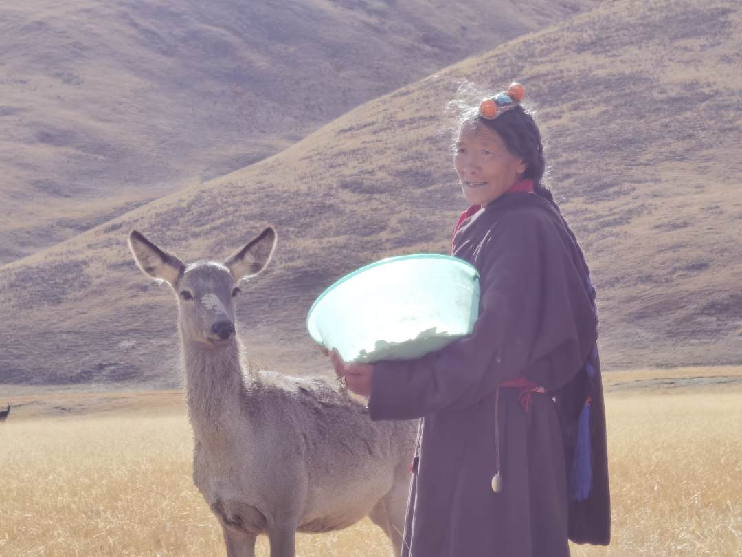 （圖為向秋拉姆正在給馬鹿喂食。 賈豐豐攝）