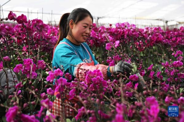 甘肅臨洮：花卉產(chǎn)業(yè)助力鄉(xiāng)村振興