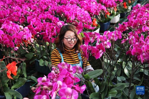 甘肅臨洮：花卉產(chǎn)業(yè)助力鄉(xiāng)村振興