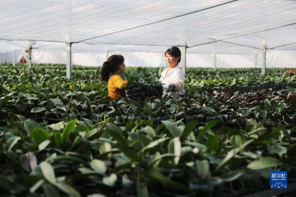 甘肅臨洮：花卉產(chǎn)業(yè)助力鄉(xiāng)村振興