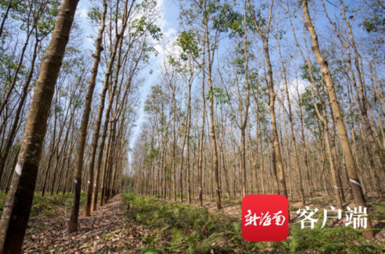 一片膠林。記者 李昊 攝