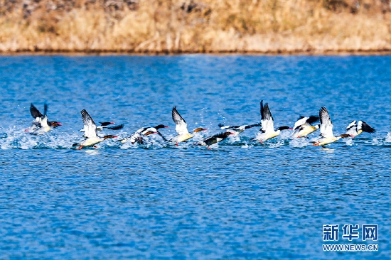 圖為湖北當(dāng)陽青龍湖國家濕地公園內(nèi)，成群候鳥戲水。新華網(wǎng)發(fā) 金榮軍 攝