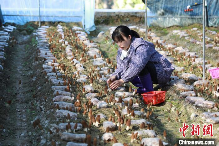 楊昌碧在大棚里采收羊肚菌。 楊家孟 攝