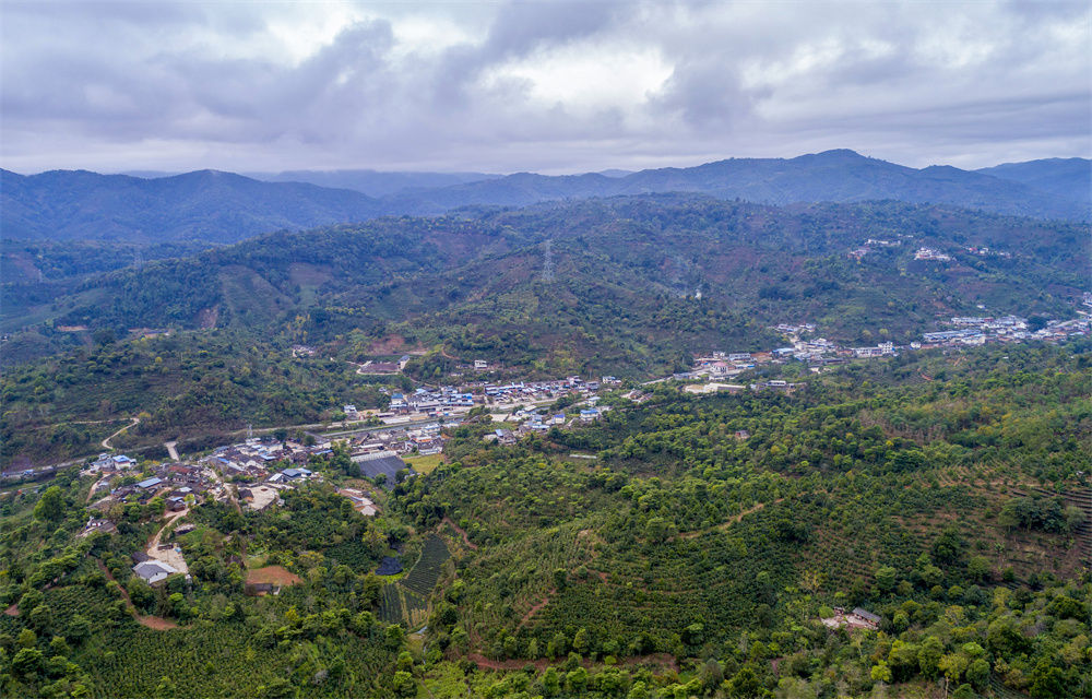 云南普洱市思茅區(qū)南屏鎮(zhèn)大開河村及周邊種植的咖啡（2月23日攝，無人機(jī)照片）。新華社記者 陳欣波 攝