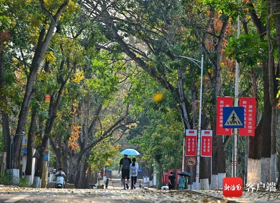儋州兩院春綠秋黃的美景。