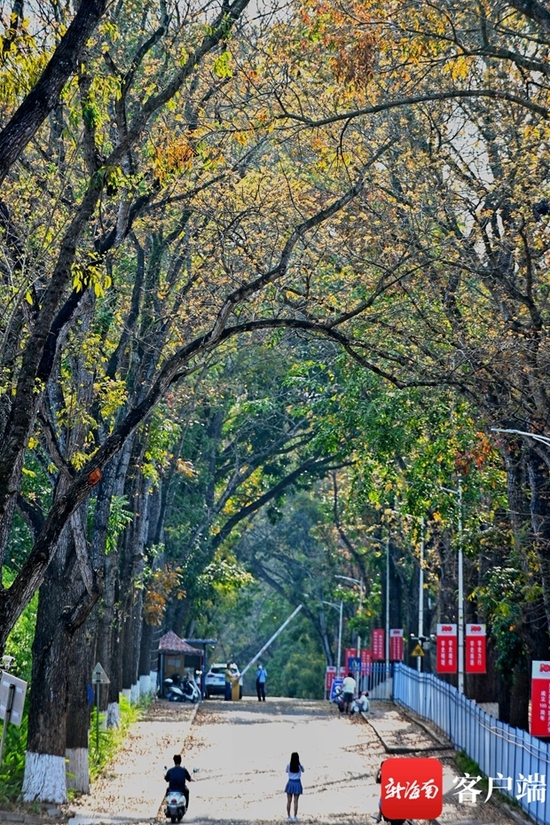  儋州兩院春綠秋黃的美景。