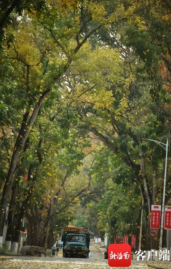 儋州兩院春綠秋黃的美景。