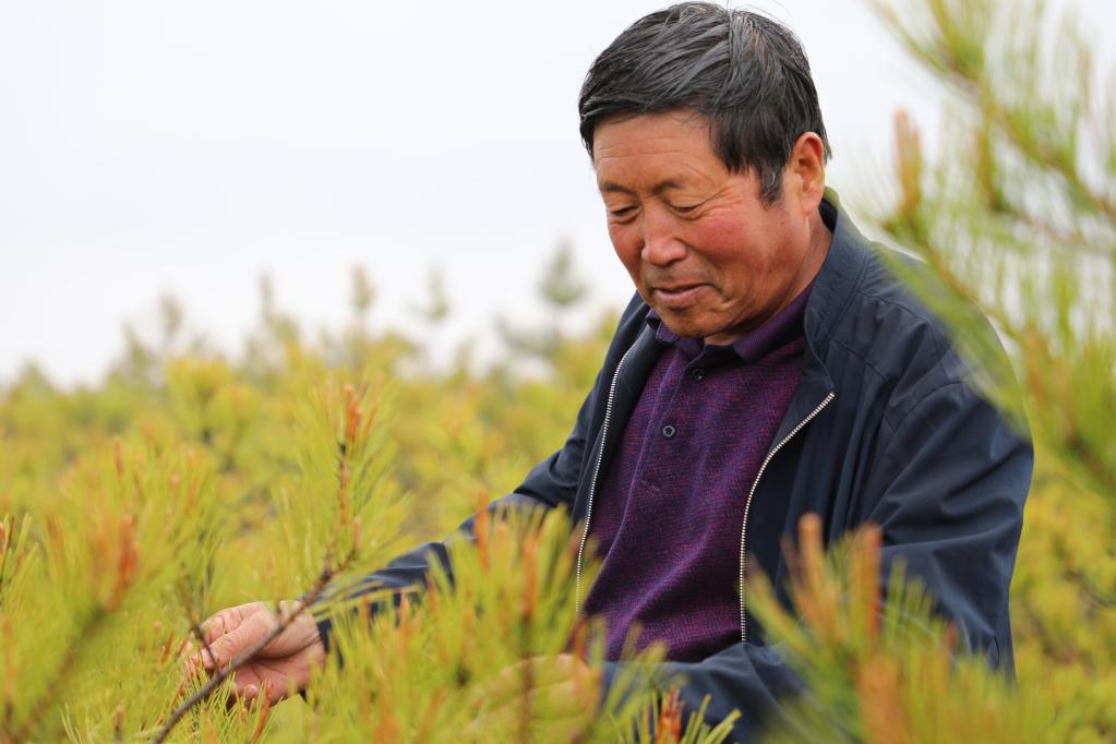 4月15日，吳起群眾李文軍在自己種植的綠林里看苗木長勢。新華社記者梁軍攝