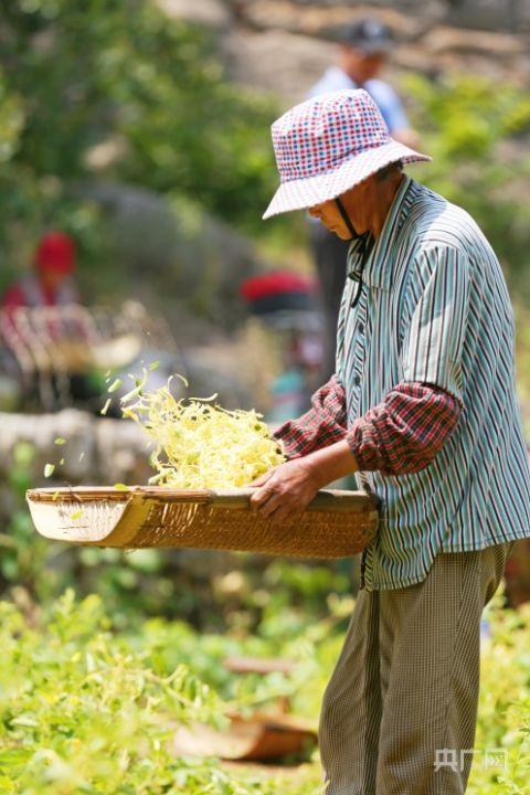 村民正在去掉金銀花里的雜質(zhì)（央廣網(wǎng)記者唐磊 攝）