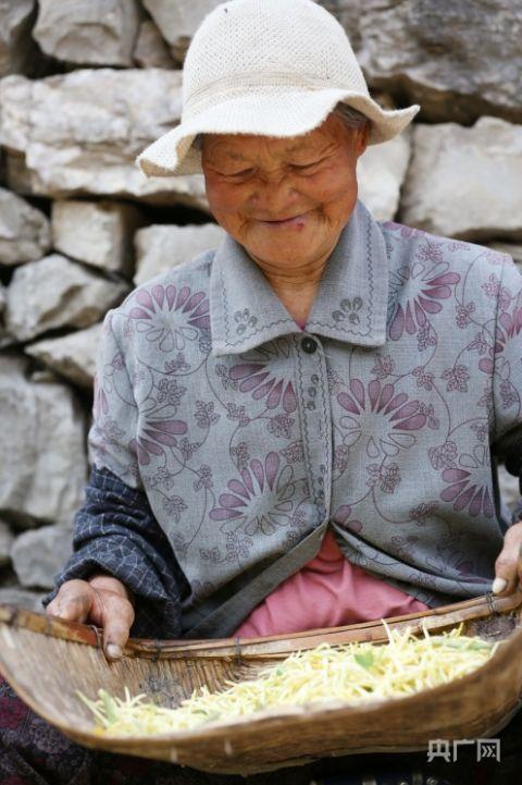 82歲的田大娘正在對采摘的金銀花進(jìn)行篩選(央廣網(wǎng)記者唐磊 攝）