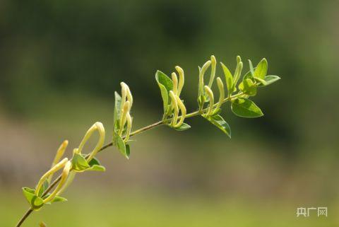 潘家場村里種植的金銀花（央廣網(wǎng)記者唐磊 攝）