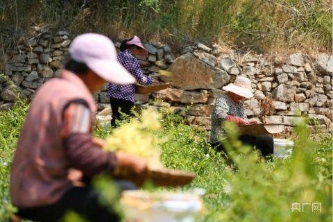 潘家場村村民正在采摘金銀花（央廣網(wǎng)記者唐磊 攝）